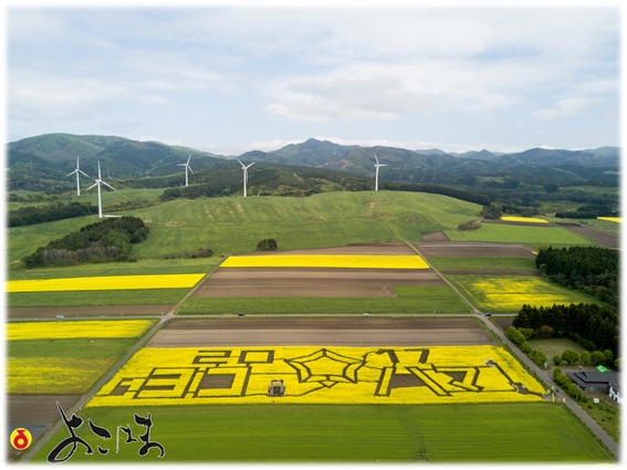 横浜町役場 - 菜の花大迷路