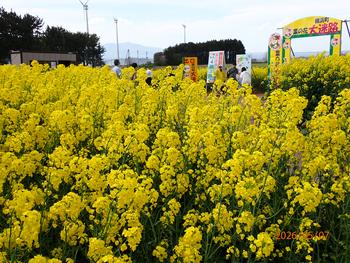菜の花ページ 2026年菜の花情報 - 横浜町役場