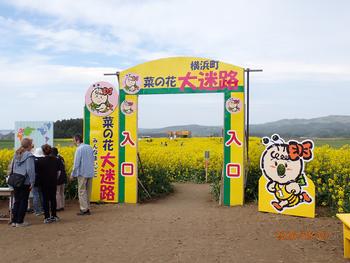 横浜町役場 - 2026年菜の花情報